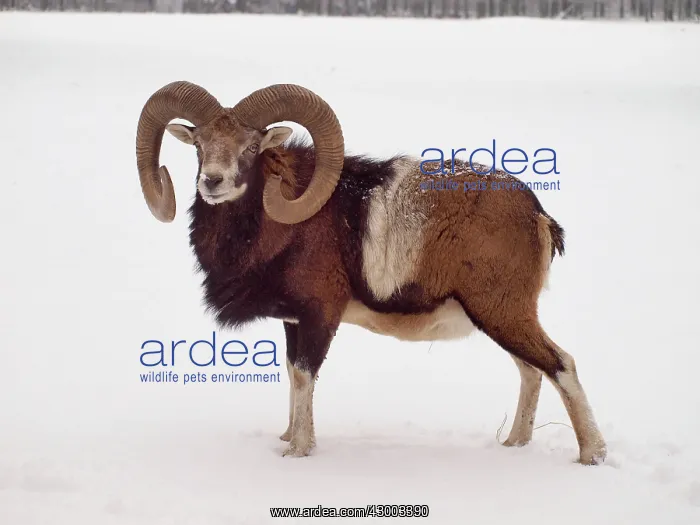 : European Mouflon : European Mouflon