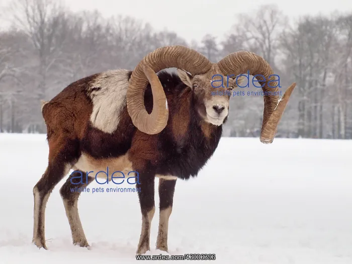 : European Mouflon : European Mouflon