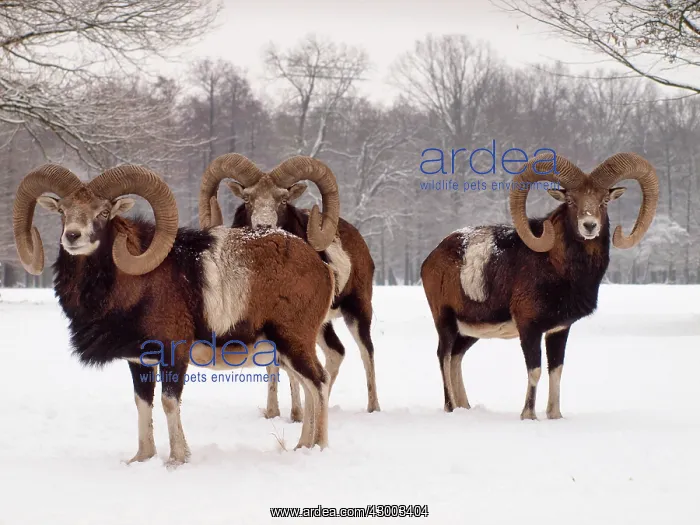 : European Mouflon : European Mouflon