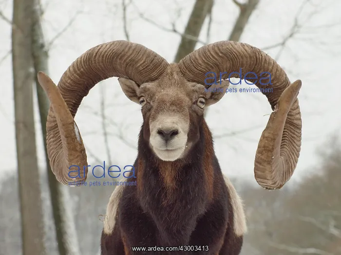 : European Mouflon : European Mouflon