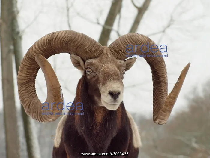 : European Mouflon : European Mouflon