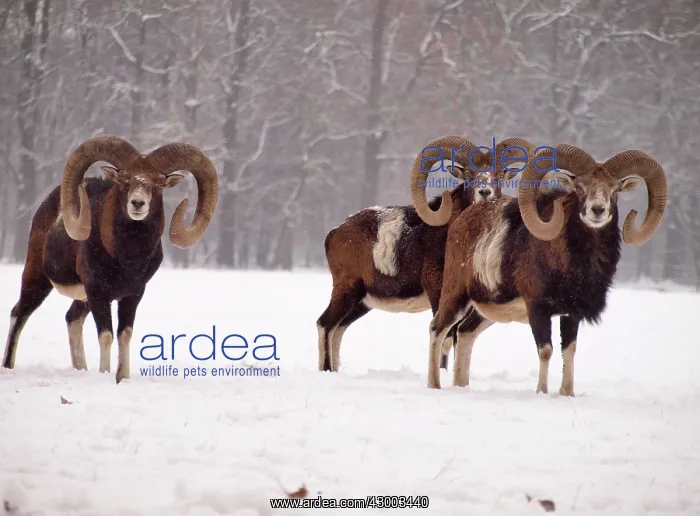 : European Mouflon : European Mouflon