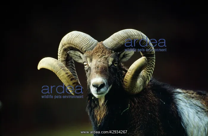 : EUROPEAN MOUFLON - close-up of male : EUROPEAN MOUFLON - close-up of male