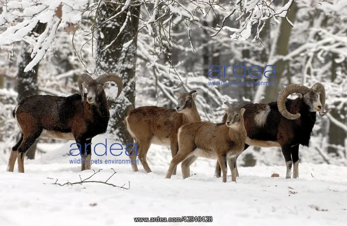 : European Mouflon - herd in snow : European Mouflon - herd in snow