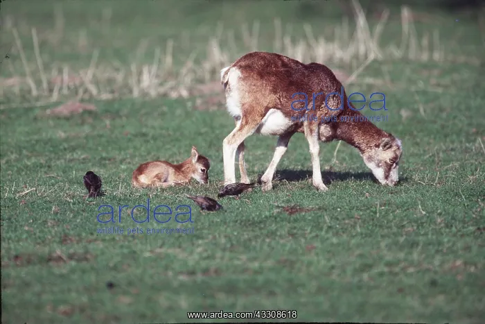 : EUROPEAN MOUFLON and KID - grazing, Starlings also feeding : EUROPEAN MOUFLON and KID - grazing, Starlings also feeding