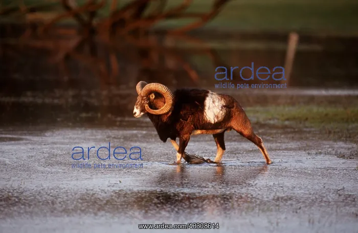 : EUROPEAN MOUFLON - male in water : EUROPEAN MOUFLON - male in water