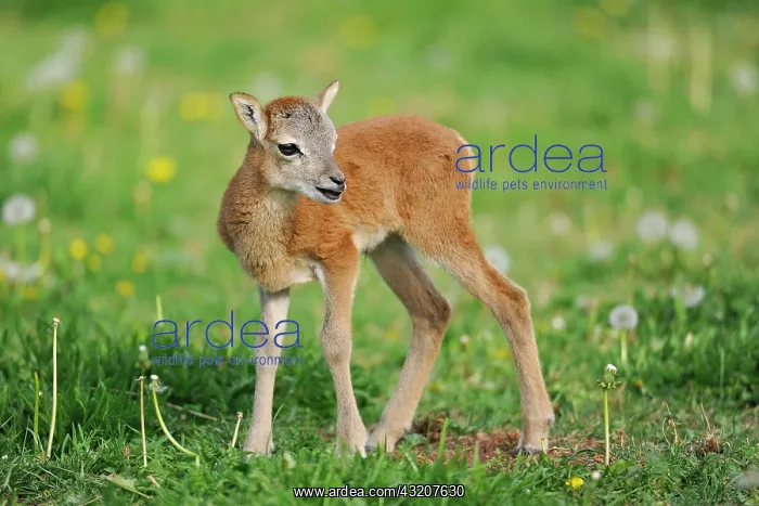 : European Mouflon (Ovis ammon musimon), lamb, state : European Mouflon (Ovis ammon musimon), lamb, state