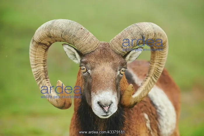 : European mouflon (Ovis aries musimon) ram, portrait : European mouflon (Ovis aries musimon) ram, portrait