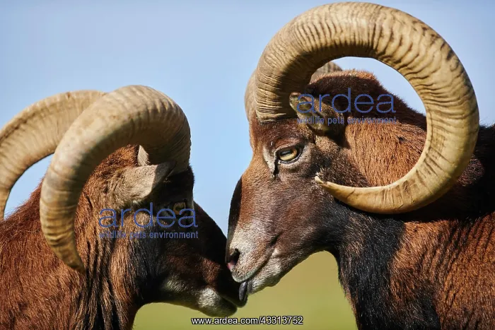 : European mouflon (Ovis aries musimon ram (male) : European mouflon (Ovis aries musimon ram (male)