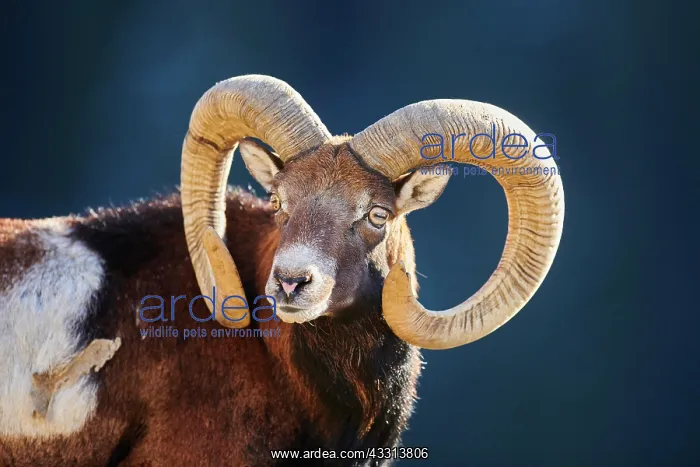 : European mouflon (Ovis aries musimon ram (male) : European mouflon (Ovis aries musimon ram (male)