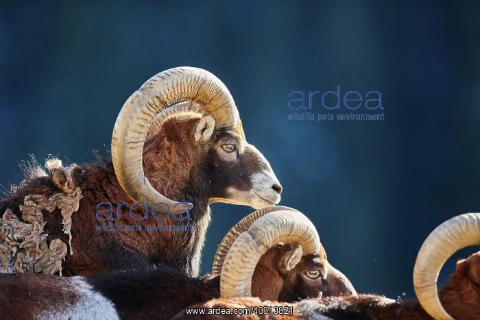 : European mouflon (Ovis aries musimon ram (male) : European mouflon (Ovis aries musimon ram (male)