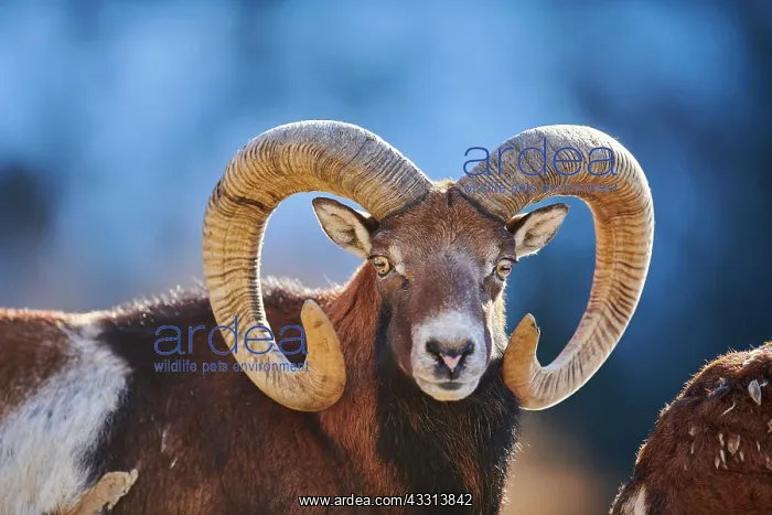 : European mouflon (Ovis aries musimon ram (male) : European mouflon (Ovis aries musimon ram (male)