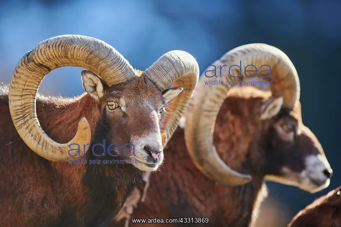 : European mouflon (Ovis aries musimon ram (male) : European mouflon (Ovis aries musimon ram (male)