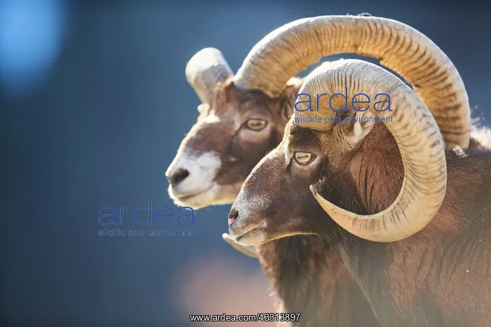 : European mouflon (Ovis aries musimon ram (male) : European mouflon (Ovis aries musimon ram (male)