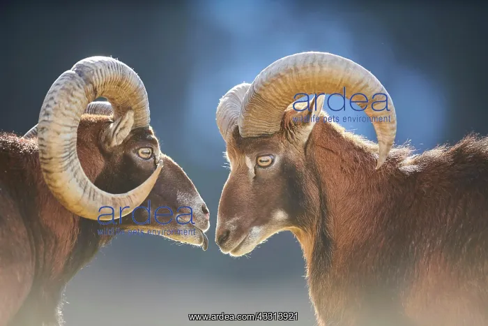 : European mouflon (Ovis aries musimon ram (male) : European mouflon (Ovis aries musimon ram (male)