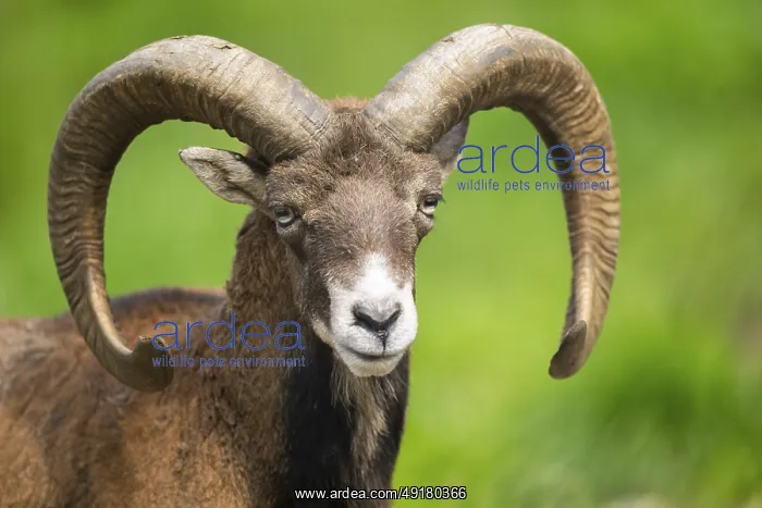 : European mouflon (Ovis aries musimon ram (male) portrait : European mouflon (Ovis aries musimon ram (male) portrait