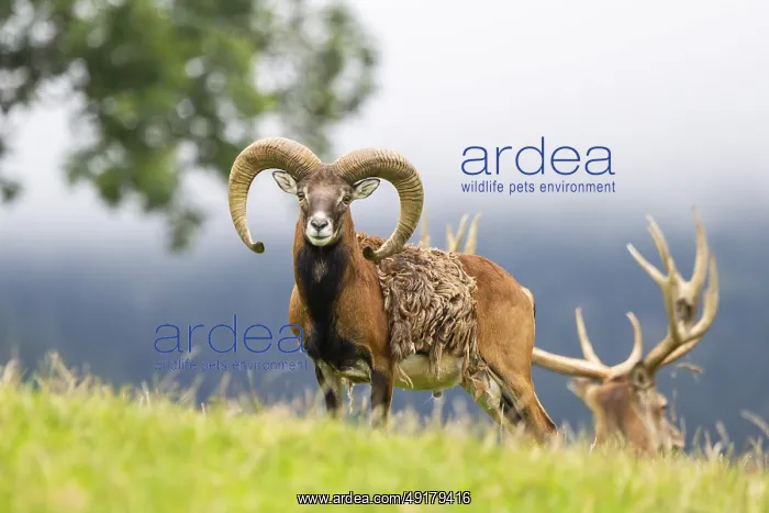 : European mouflon (Ovis aries musimon) ram standing on a meadow : European mouflon (Ovis aries musimon) ram standing on a meadow