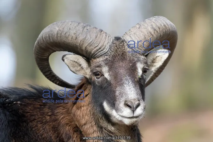 : European mouflon (Ovis orientalis musimon), portrait : European mouflon (Ovis orientalis musimon), portrait