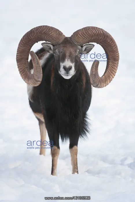 : European mouflon (Ovis orientalis musimon), ram : European mouflon (Ovis orientalis musimon), ram