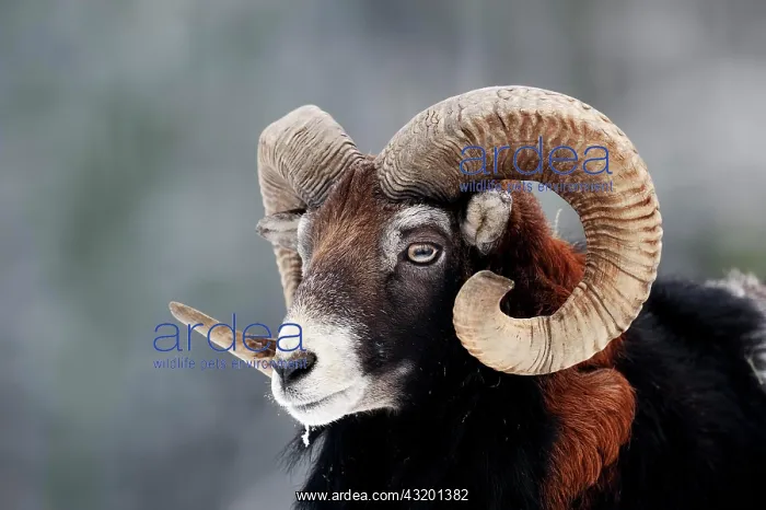 : European Mouflon (Ovis orientalis musimon), ram : European Mouflon (Ovis orientalis musimon), ram