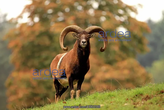  : European Mouflon Ram Germany (Ovis musimon)