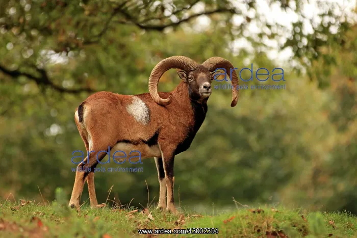  : European Mouflon Ram Germany (Ovis musimon)
