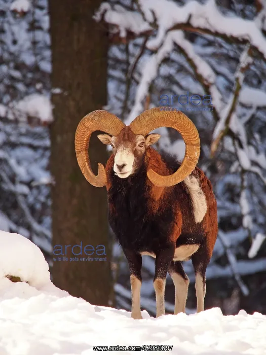 : European Mouflon - ram in snow : European Mouflon - ram in snow
