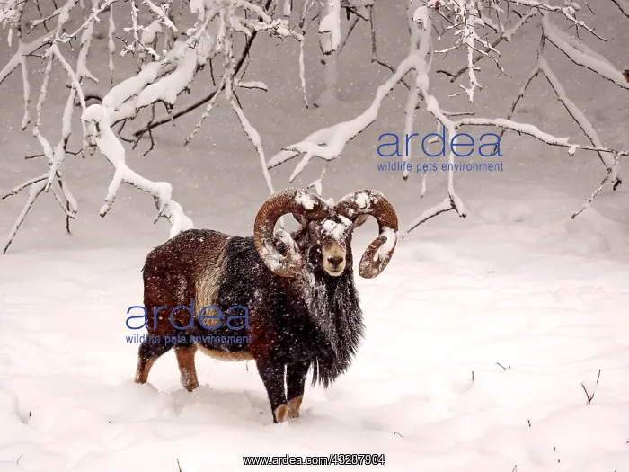 : European Mouflon-ram standing in snow covered forest : European Mouflon-ram standing in snow covered forest