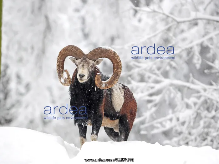 : European Mouflon-ram standing in snow covered forest : European Mouflon-ram standing in snow covered forest