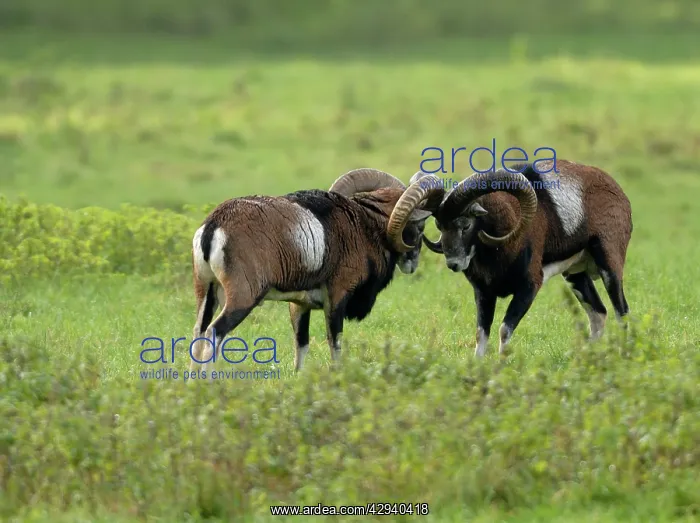 : European Mouflon - rams fighting : European Mouflon - rams fighting