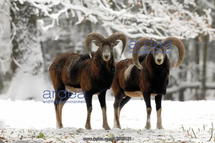 : European Mouflon - rams in snow : European Mouflon - rams in snow