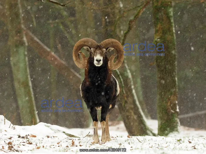 : European Mouflon in the snow in winter in Germany : European Mouflon in the snow in winter in Germany