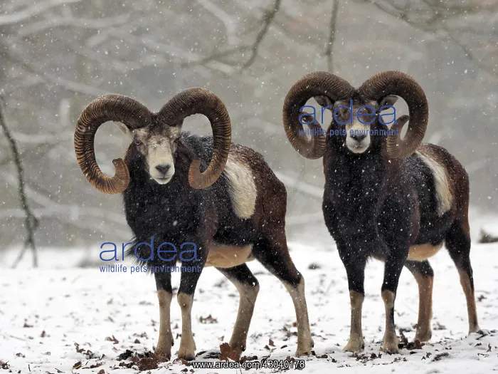 : European Mouflon in the snow in winter in Germany : European Mouflon in the snow in winter in Germany