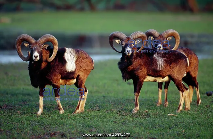 : European Mouflon - x three males : European Mouflon - x three males