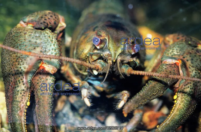 : European / Noble / Broad-fingered CRAYFISH : European / Noble / Broad-fingered CRAYFISH