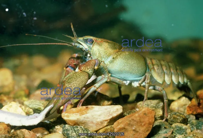 : European / Noble / Broad-fingered CRAYFISH : European / Noble / Broad-fingered CRAYFISH