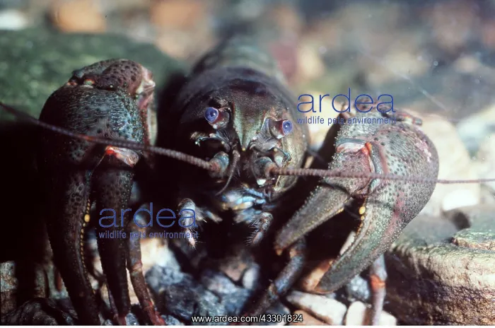: European / Noble / Broad-fingered CRAYFISH : European / Noble / Broad-fingered CRAYFISH