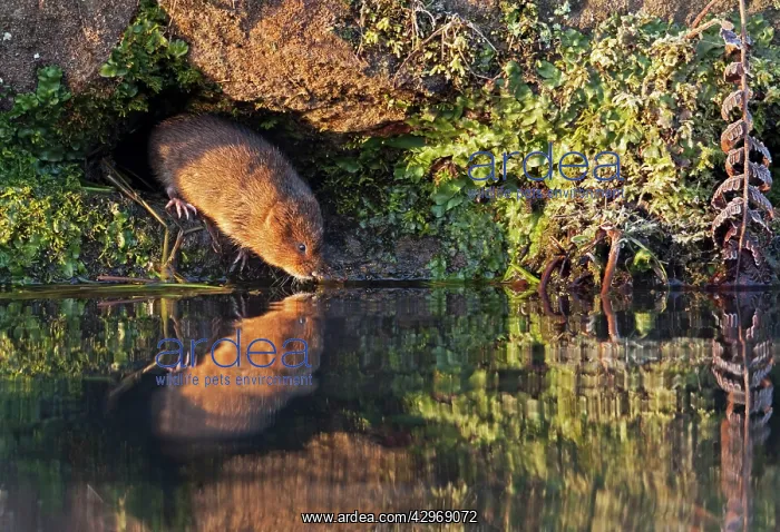 : European / Northern Water Vole - along canal bank : European / Northern Water Vole - along canal bank