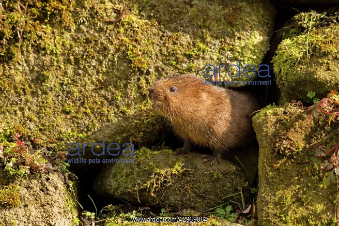 : European / Northern Water Vole - coming out of : European / Northern Water Vole - coming out of