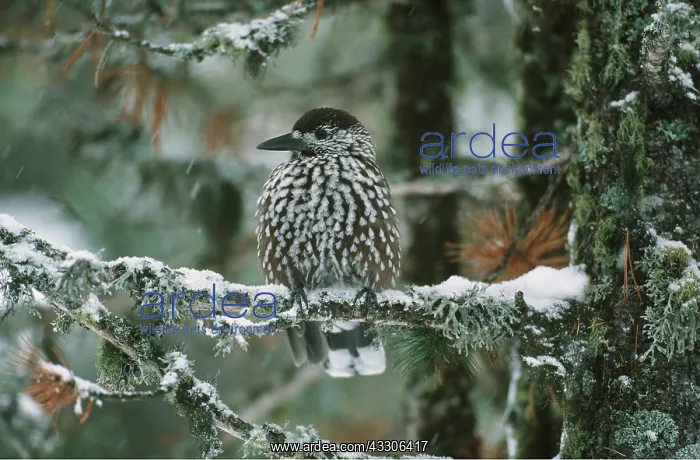 : EUROPEAN NUTCRACKER - on snowy branch : EUROPEAN NUTCRACKER - on snowy branch