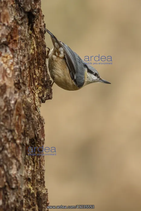 : European Nuthatch - climbing a tree - Castilla Leon, Spain : European Nuthatch - climbing a tree - Castilla Leon, Spain