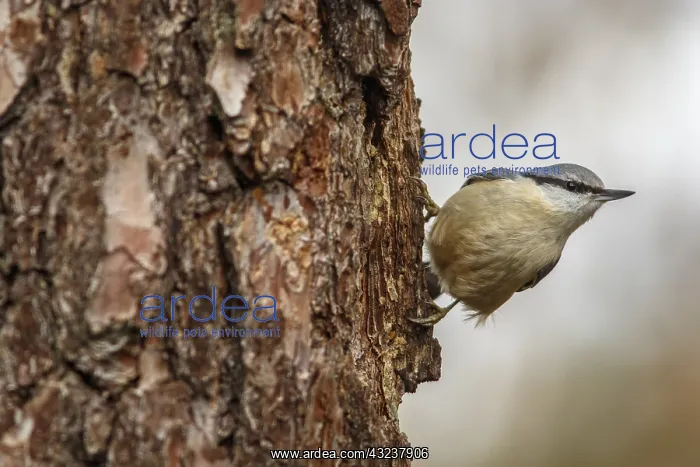 : European Nuthatch - climbing a tree - Castilla Leon, Spain : European Nuthatch - climbing a tree - Castilla Leon, Spain