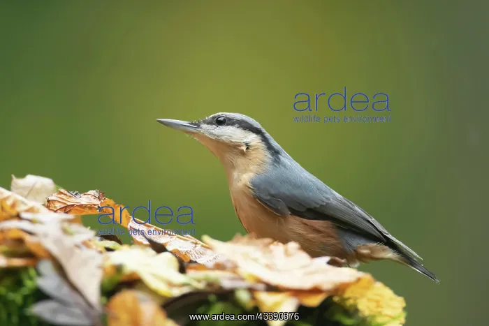  : European nuthatch (Sitta europaea) adult bird on