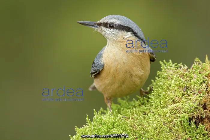 : European Nuthatch (Sitta europaea) - resting on : European Nuthatch (Sitta europaea) - resting on