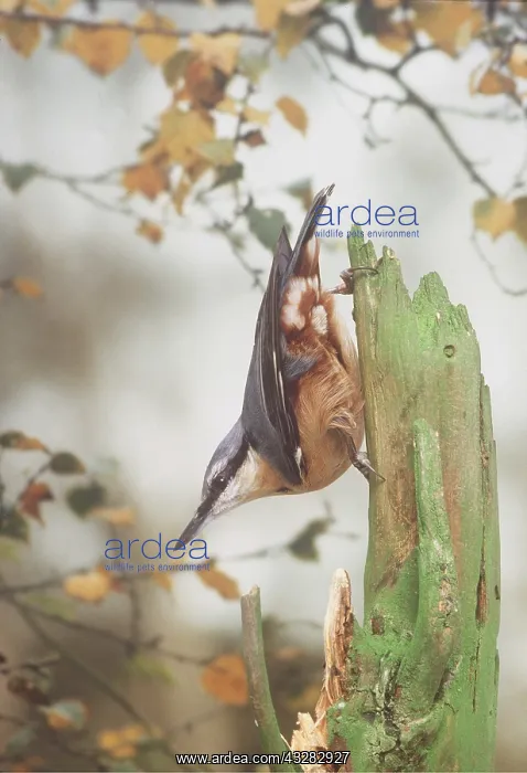 : EUROPEAN NUTHATCH - on tree stump : EUROPEAN NUTHATCH - on tree stump