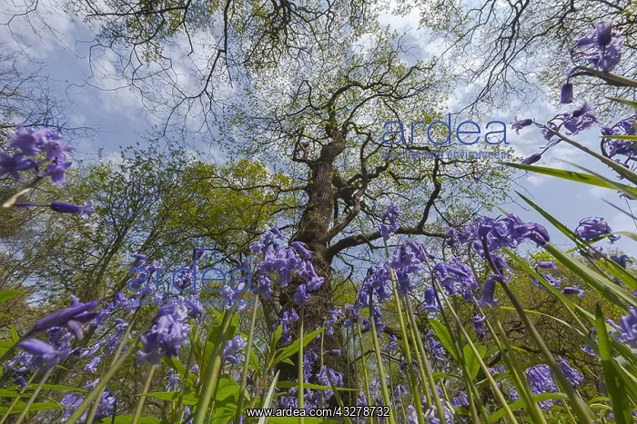 : European oak - newly greened huge oak tree and blooming : European oak - newly greened huge oak tree and blooming