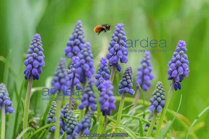 : European Orchard bee - adult orchard bee in flight approachi : European Orchard bee - adult orchard bee in flight approachi