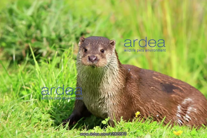  : European Otter