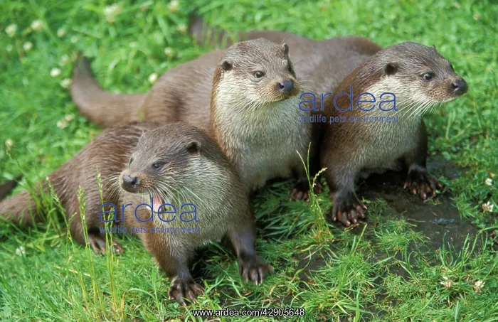 : European OTTER - three : European OTTER - three