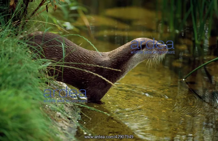  : European OTTER